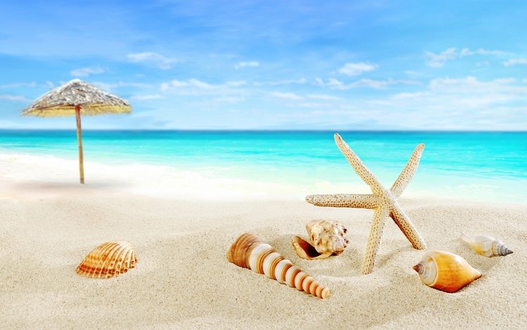 пляж, океан, ракушки, beach, the ocean, shell