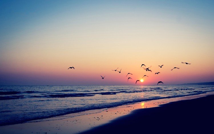 небо, берег, закат, море, песок, горизонт, рассвет, птицы, the sky, shore, sunset, sea, sand, horizon, dawn, birds