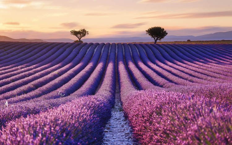 цветы, поле, лаванда, горизонт, франция, прованс, flowers, field, lavender, horizon, france, provence