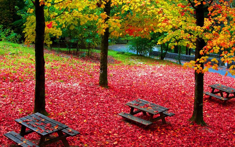 деревья, парк, листва, осень, стол для пикника, trees, park, foliage, autumn