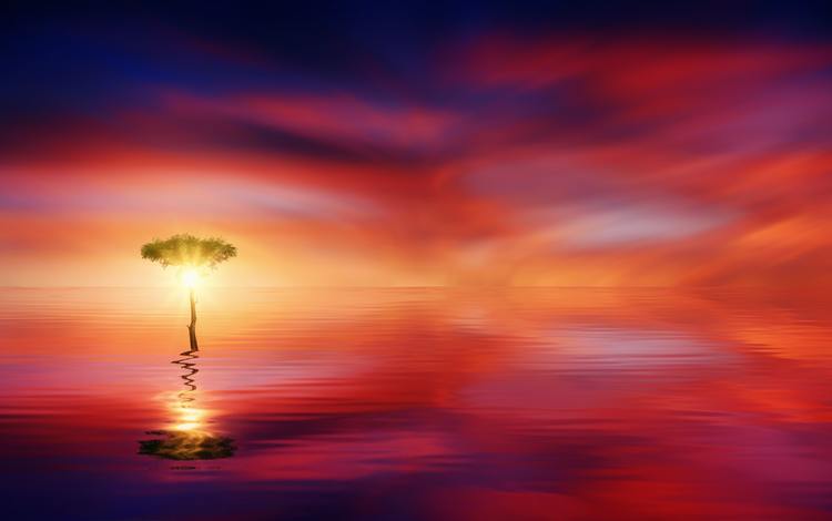 дерево, отражение, море, горизонт, tree, reflection, sea, horizon