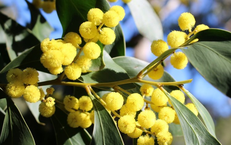 цветы, цветение, ветки, желтые, мимоза, flowers, flowering, branches, yellow, mimosa