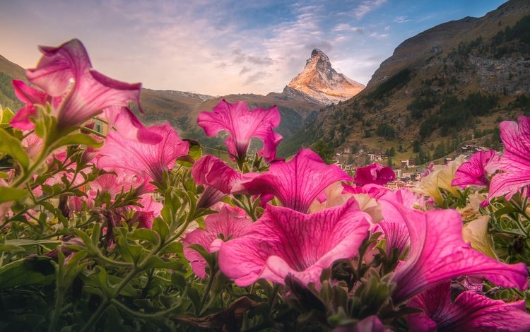 цветы, гора, швейцария, долина, альпы, церматт, петунии, гора маттерхорн, flowers, mountain, switzerland, valley, alps, zermatt, petunias