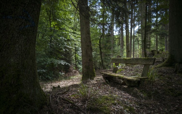 природа, лес, скамья, nature, forest, bench