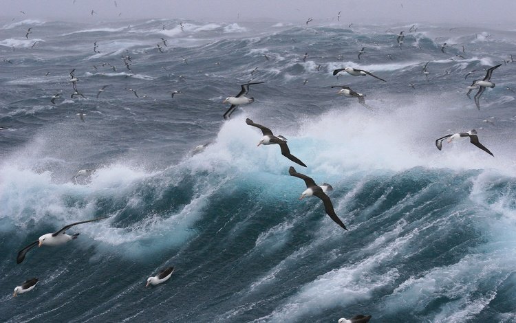 волны, море, полет, птицы, чайки, шторм, wave, sea, flight, birds, seagulls, storm