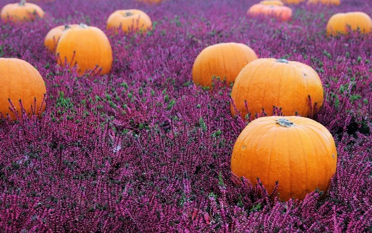 цветы, вереск, поле, осень, поляна, розовые, урожай, тыквы, боке, flowers, heather, field, autumn, glade, pink, harvest, pumpkin, bokeh