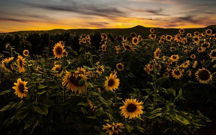 цветы, вечер, холмы, закат, поле, подсолнухи, flowers, the evening, hills, sunset, field, sunflowers