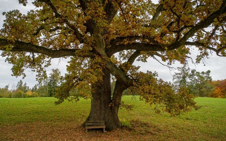 дерево, осень, скамья, tree, autumn, bench