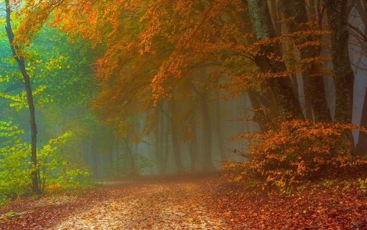 дорога, деревья, природа, лес, туман, осень, road, trees, nature, forest, fog, autumn