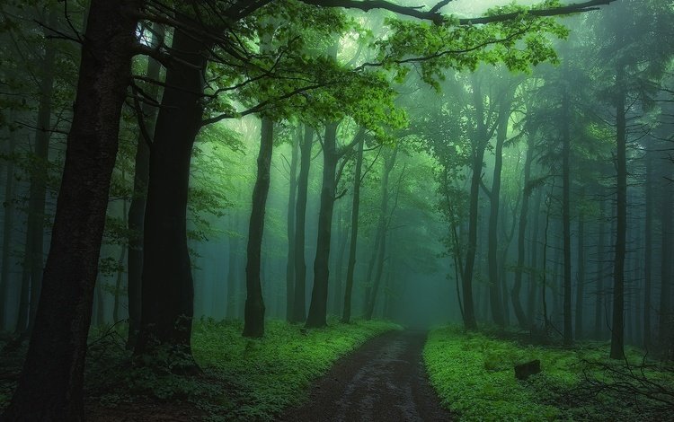 дорога, деревья, природа, лес, туман, road, trees, nature, forest, fog