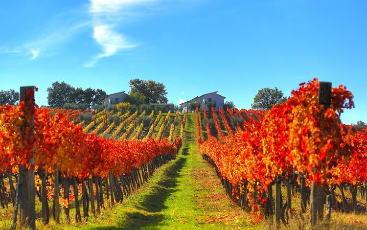 склон, осень, дом, италия, виноградник, slope, autumn, house, italy, vineyard