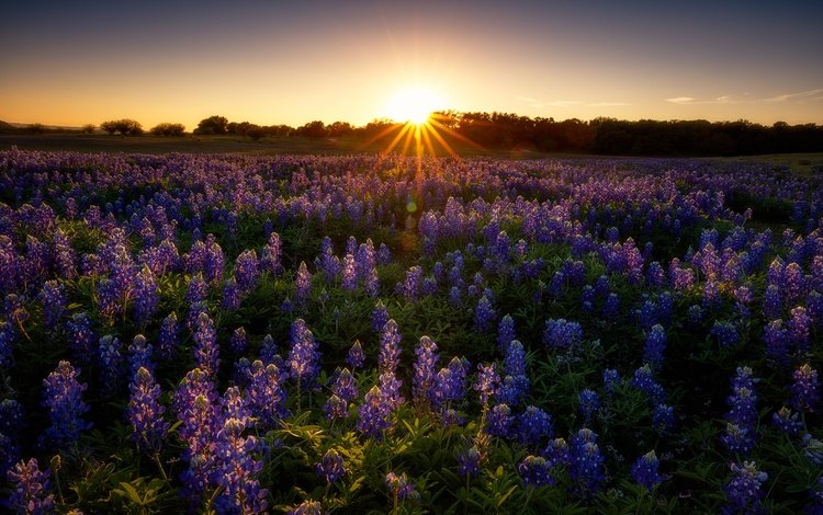 цветы, закат, поле, лето, луг, сиреневые, люпины, flowers, sunset, field, summer, meadow, lilac, lupins