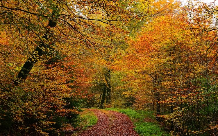 деревья, лес, листва, осень, тропинка, аллея, золотая осень, trees, forest, foliage, autumn, path, alley, golden autumn