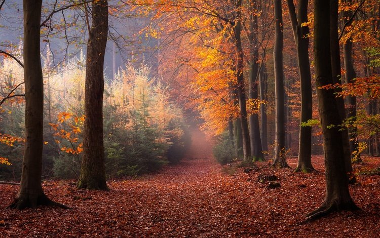 деревья, лес, осень, нидерланды, опавшие листья, trees, forest, autumn, netherlands, fallen leaves