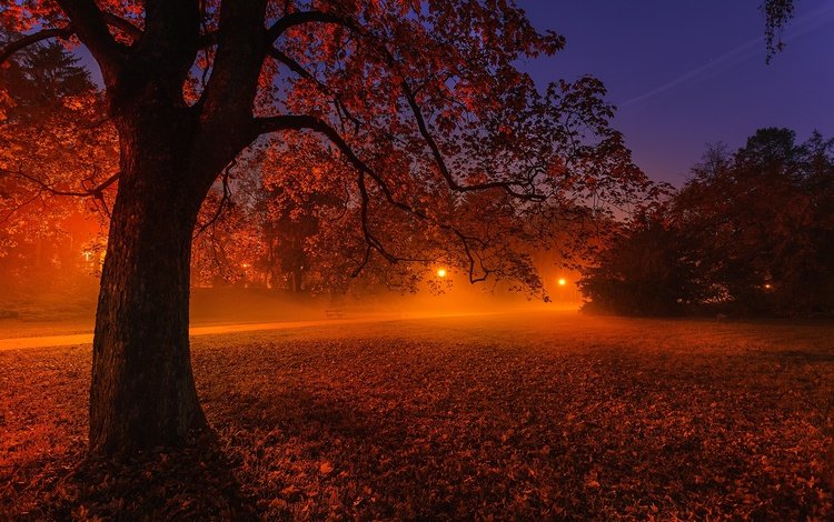 свет, ночь, фонари, природа, дерево, пейзаж, парк, осень, light, night, lights, nature, tree, landscape, park, autumn