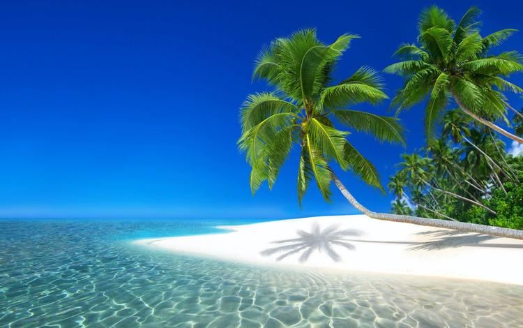 вода, пальмы, красиво, water, palm trees, beautiful