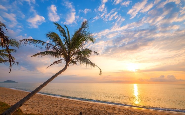 закат, пляж, пальма, sunset, beach, palma