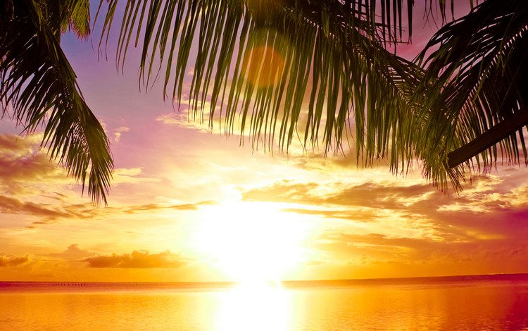 закат, пальма, рай, sunset, palma, paradise
