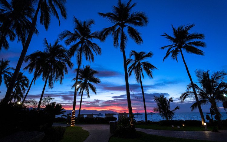 вечер, пальмы, the evening, palm trees