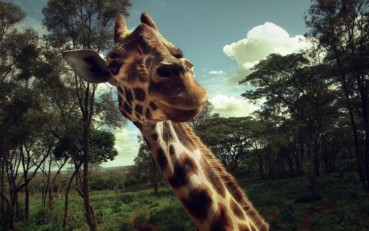 жираф, giraffe