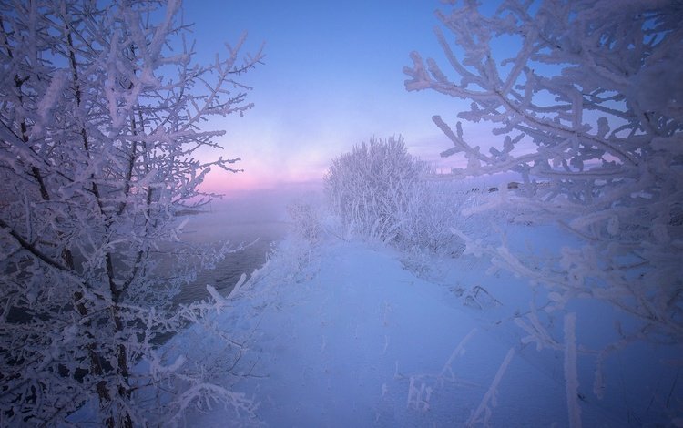 деревья, снег, зима, мороз, кусты, иней, россия, алтай, trees, snow, winter, frost, the bushes, russia, altay
