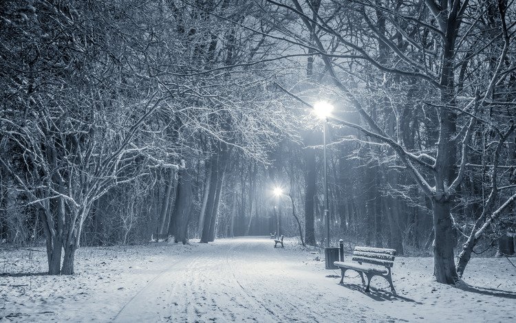 деревья, фонари, огни, снег, зима, пейзаж, парк, скамейка, ноч, night, trees, lights, snow, winter, landscape, park, bench