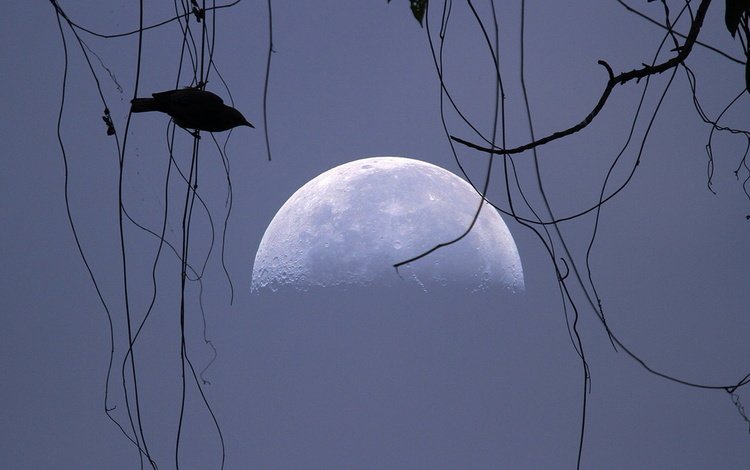 небо, луна, птица, силуэт, the sky, the moon, bird, silhouette