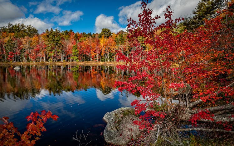 деревья, озеро, природа, лес, пейзаж, осень, trees, lake, nature, forest, landscape, autumn