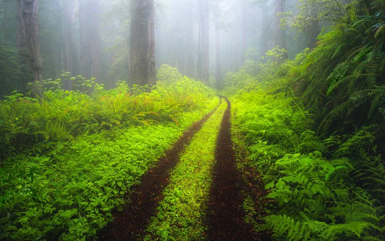дорога, деревья, природа, лес, пейзаж, утро, туман, road, trees, nature, forest, landscape, morning, fog