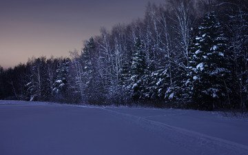 ночь, снег, лес, зима