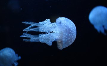 вода, море, медузы, ультрафиолет