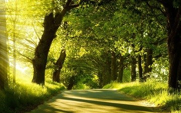 свет, дорога, деревья, зелень, лес, лучи, лето, moment of silence, солнечный свет