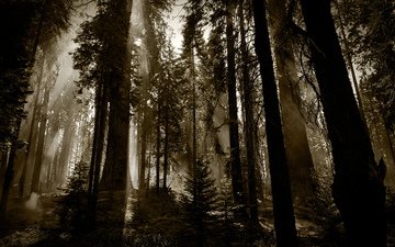 деревья, лес, темный фон