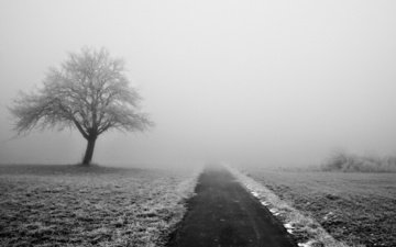 дорога, деревья, снег, природа, обои, зима, туман, зимние обои