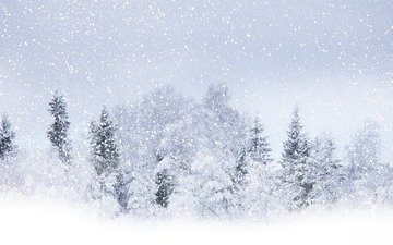 деревья, снег, зима, winter beauty, летящий, кругом бело