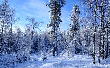 снег, лес, зима, много