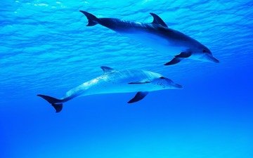 море, миры, океан, два, подводные, дельфины, плывут, дельфина