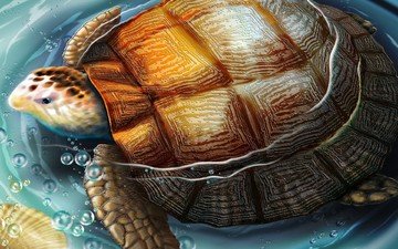 рисунок, вода, черепаха
