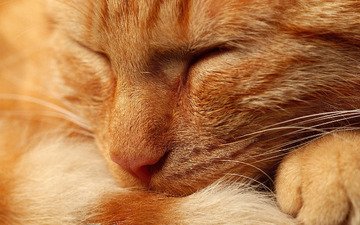 кот, мордочка, кошка, сон, рыжий, нос, спящий, лапка