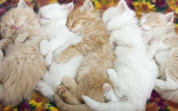животные, нежность, малыши, котята, спящие котята, котята.кошки