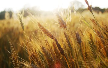 трава, природа, обои, макро фото, поле, колосья, пшеница, колоски