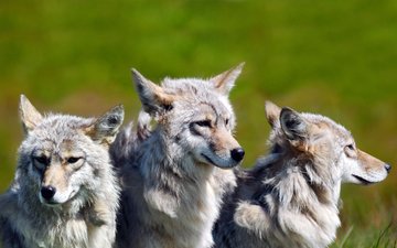 хищник, братья волки, central alaska, волки, стая, волк, национальный парк денали