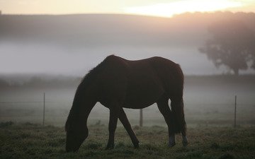 трава, фото, утро, животные, туман, поле, пейзажи, лошади, кони, пастбище
