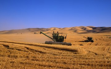 поле, комбаины, пшеница