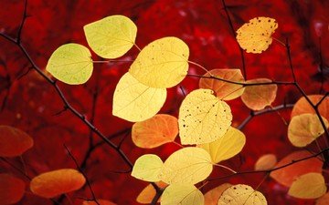 листья, осень, красный, windows 7, семерка, виндовс 7 природа