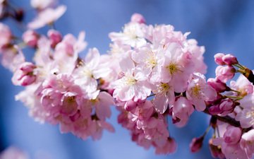небо, цветы, цветение, лепестки, весна, розовый, вишня, сакура