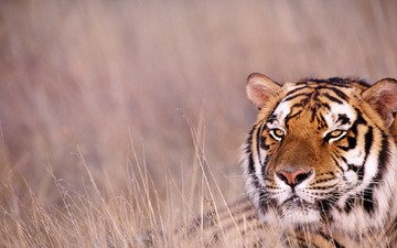tiger, afrika, savanne