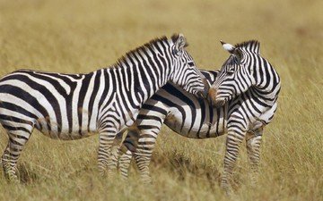 зебра, полоски, животные, африка, зебры, сухая трава