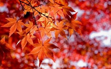 осень, красные листья, стиль макро