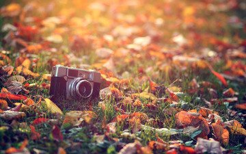 свет, трава, солнце, листья, макро, осень, обработка, фотоаппарат, тепло
